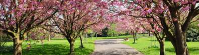 Cherry blossoms in spring in a park